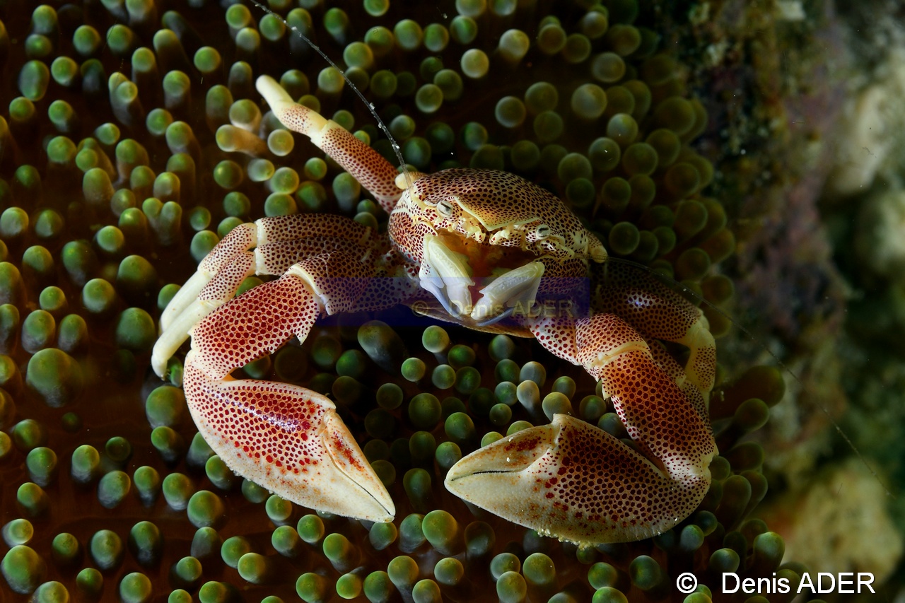 Neopetrolisthes maculatus-Liwutonkidi Jetty beach-22m-20180604-Denis-ADER-DSC_4183_tn.jpg